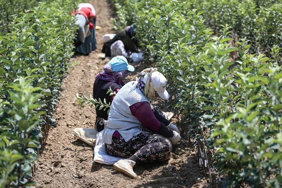 Yılda bir milyon meyve fidanı üretip ihraç ediyorlar: Elektrik bedava! Öyle bir sistem kurmuşlar ki paraya para demiyorlar 16